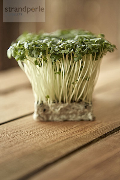 Stilleben hautnah frisch  biologisch  gesund grün kaiware daikon sprossen bunch