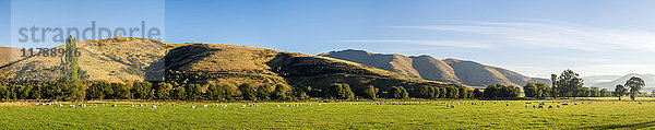 Neuseeland  Südinsel  Südliche Landschaftsroute  Fiordland Nationalpark  Schafherde