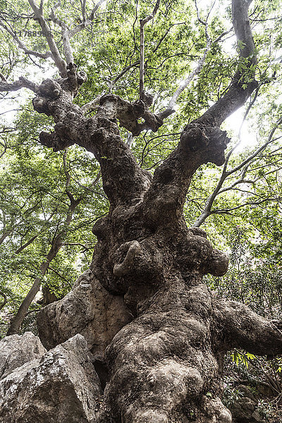 Griechenland  Kreta  Kato Zakros  Totenschlucht  knorriger Baum