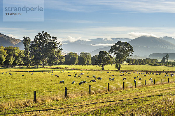 Neuseeland  Südinsel  Südliche Landschaftsroute  Fiordland Nationalpark  Schafherde