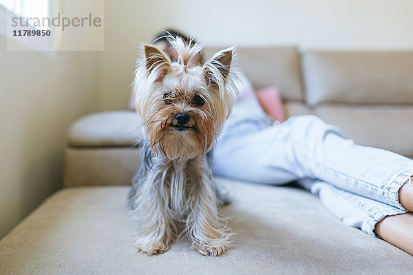 Porträt eines Yorkshire Terriers  der zu Hause auf der Couch sitzt