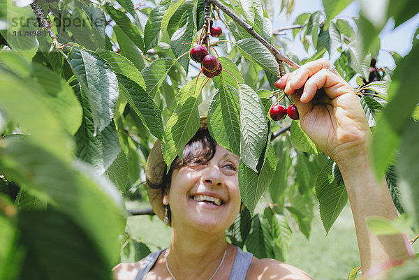 Glückliche Seniorin beim Kirschpflücken