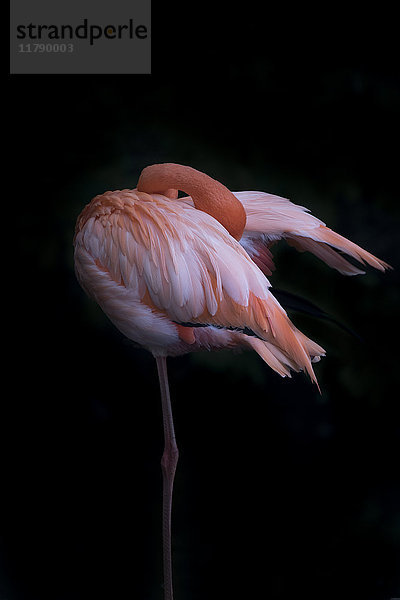 Rosa Flamingo auf einem Bein stehend vor schwarzem Hintergrund