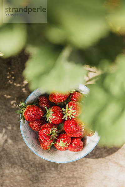 Schale mit frischen Erdbeeren im Garten gepflückt