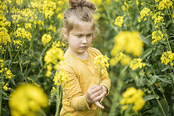 Mädchen untersucht Pflanze im Rapsfeld