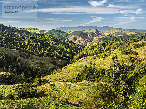 Neuseeland  Nordinsel  Region Waikato  Landschaft