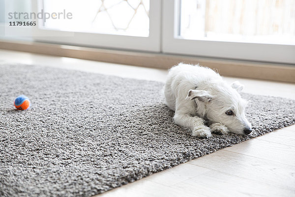 Kleiner Hund auf Teppich im Wohnzimmer liegend