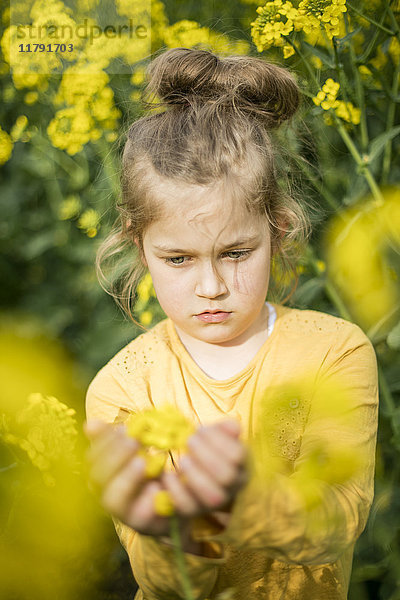 Mädchen untersucht Pflanze im Rapsfeld