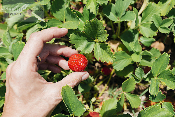 Frauenhand pflücken Erdbeere  Nahaufnahme