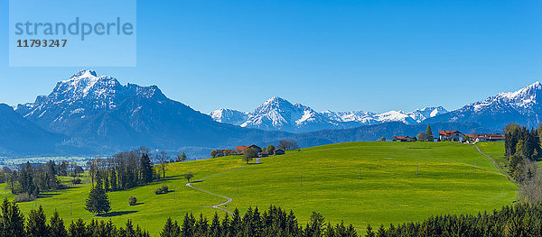 Deutschland  Bayern  Alpenvorland bei Rosshaupten mit Schloss Neuschwanstein und Saeuling im Hintergrund