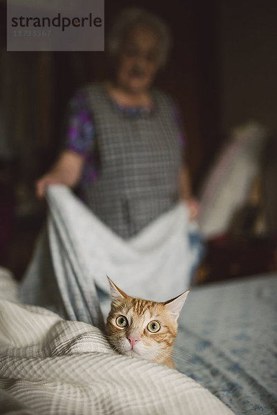 Porträt einer Ingwer-Katze in Alarmbereitschaft  während eine ältere Frau das Bett macht.