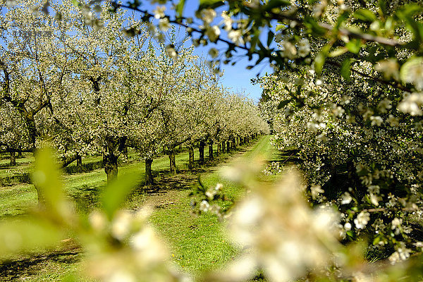 Deutschland  Allgäu  Oberreitnau  Kirschblüte im Obstgarten