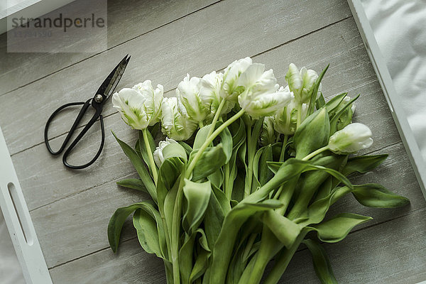 Weiße Tulpen und Scheren auf Holztablett