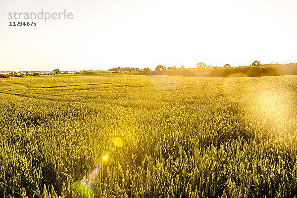 Weizenfeld im Sonnenlicht