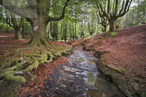 Spanien  Baskenland  Naturpark Gorbea  Wald von Otzarreta