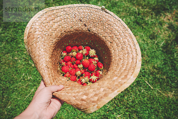 Frauenhand mit Strohhut voller Erdbeeren