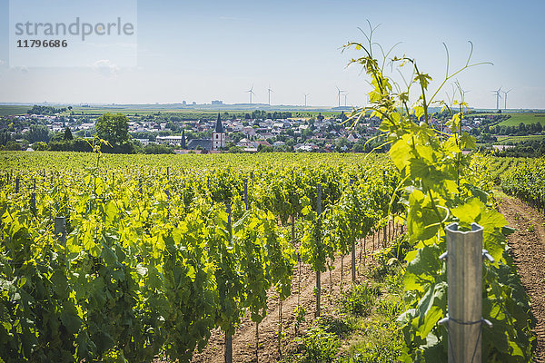 Deutschland  Westhofen  Blick auf das Dorf mit Weinbergen im Vordergrund