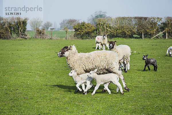 Kleine Herde von Schafen und Lämmern  die über eine Weide laufen.