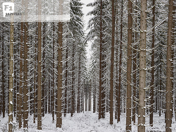 Nadelbäume im Wald im Winter