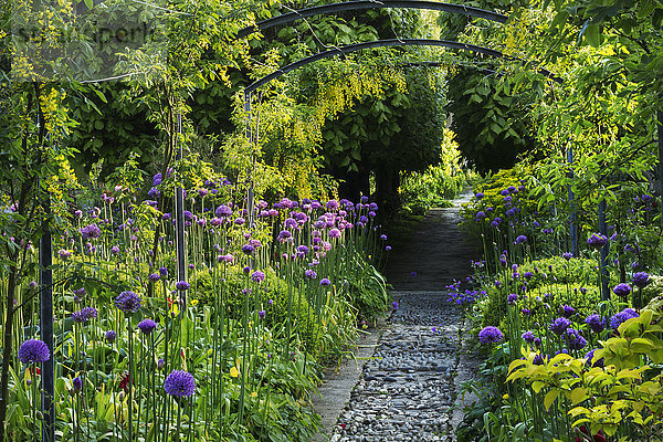 Blick entlang eines Weges in einem Garten mit lila Allium gepflanzt auf beiden Seiten und Bäumen im Hintergrund.