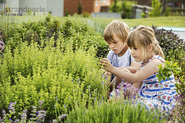 Junge und Mädchen knien nebeneinander an einem Strauch in einem Garten.