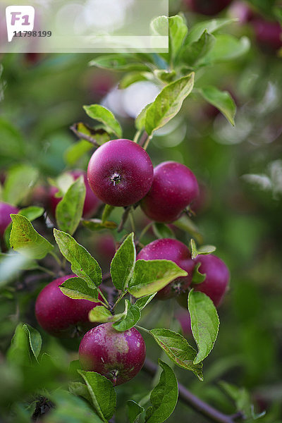 Apfelfrüchte am Zweig