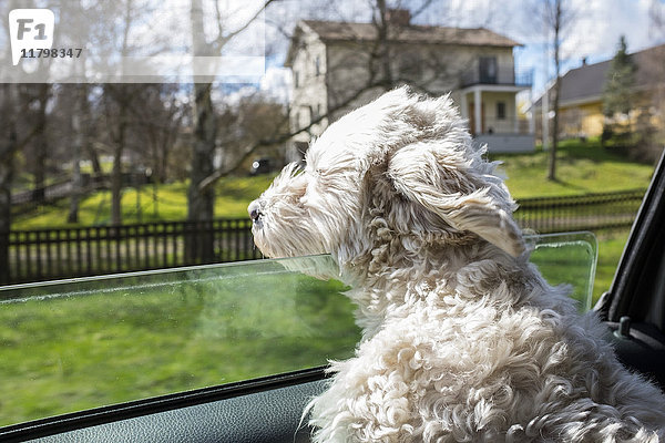 Hund schaut durch Autofenster