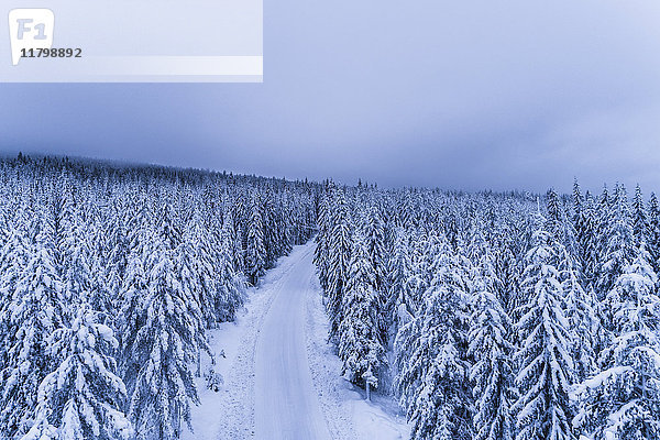 Winterstraße durch den Wald
