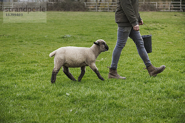 Ein Landwirt geht mit einem Eimer Futter über ein Feld  dicht gefolgt von einem Schaf.
