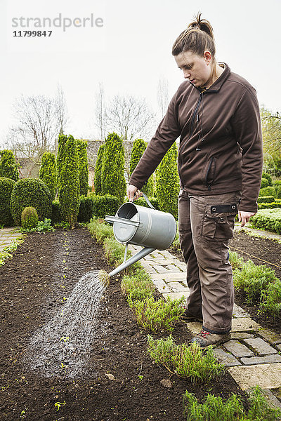 Frau  die eine Reihe neu gepflanzter Setzlinge im Boden eines Gartens bewässert.