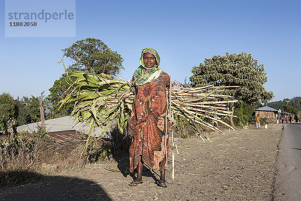 Porträt einer Frau  die Zuckerrohr trägt  während sie auf einem Feldweg steht