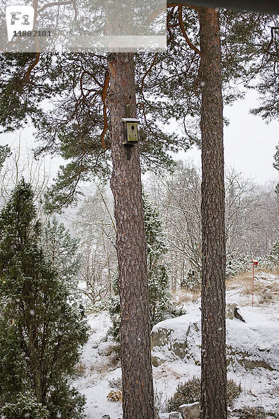 Vogelhaus auf Baum im Winter