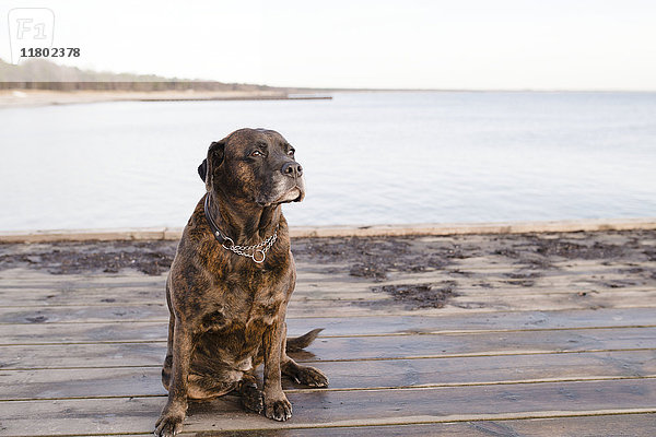 Hund auf Pier sitzend