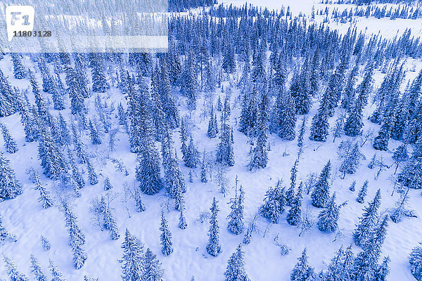 Wald im Winter  Luftaufnahme
