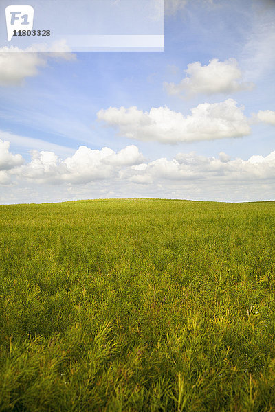 Blick auf das Feld