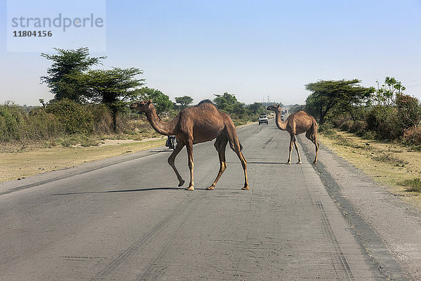Blick auf Kamele  die die Straße überqueren