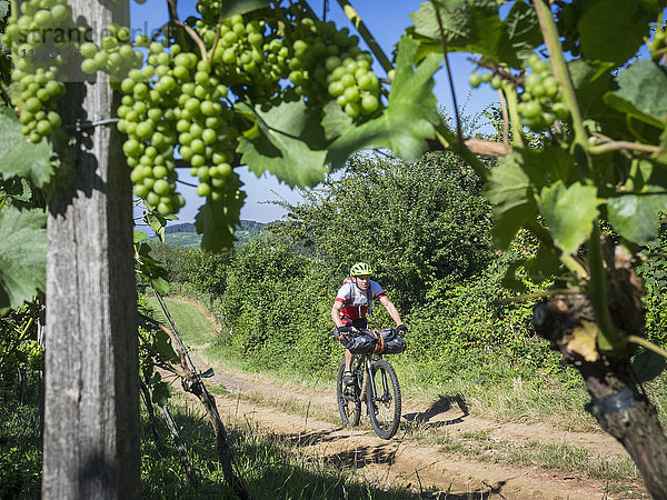 Mountainbiker fahren auf einer Strecke durch Weinberge mit Trauben im Vordergrund