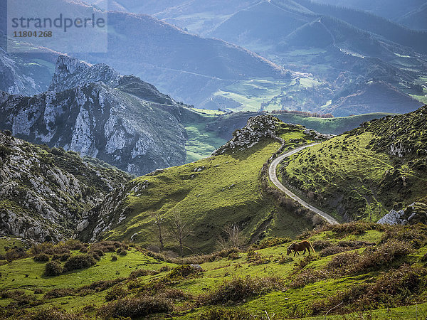 Pferd auf der Weide in den Picos de Europa bei Potes. Kantabrien  Nordspanien