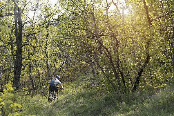 Rückansicht eines reifen Mannes  der mit dem Mountainbike durch den Wald fährt
