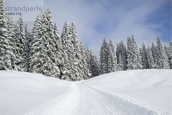 Schneemobilspur auf Schnee bei Bäumen gegen Himmel mit Bäumen