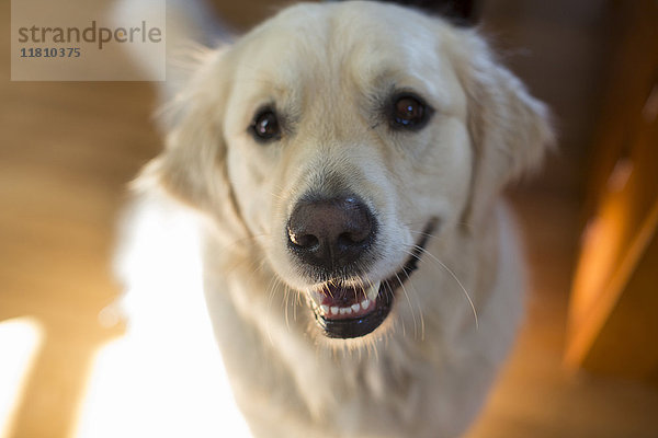 Porträt eines lächelnden Hundes