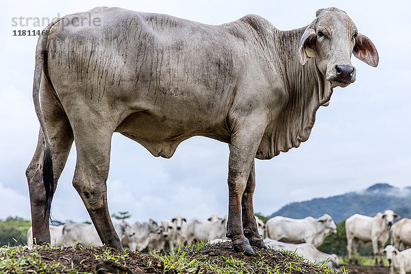 Kuh auf einem Hügel stehend