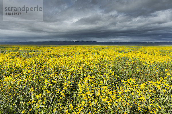 Gelbe Blumen im Feld unter Wolken