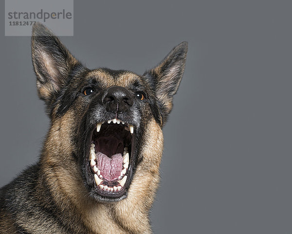 Bissiger Hund fletscht die Zähne