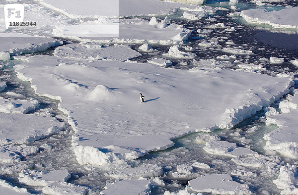 Adelie-Pinguin auf Eisscholle im Südpolarmeer  180 Meilen nördlich der Ostantarktis  Antarktis