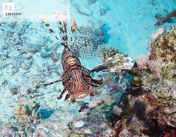 Roter Rotfeuerfisch (Pterois volitans)
