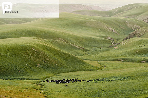 Rinderhüten im grünen Tal  Shandan  Gansu  China