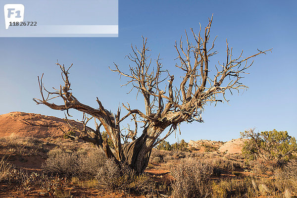 Toter Baum  Escalante  Utah  USA
