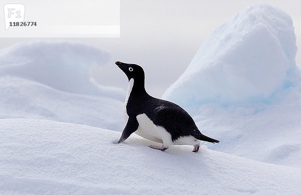 Adelie-Pinguin auf Eisscholle im Südpolarmeer  180 Meilen nördlich der Ostantarktis  Antarktis