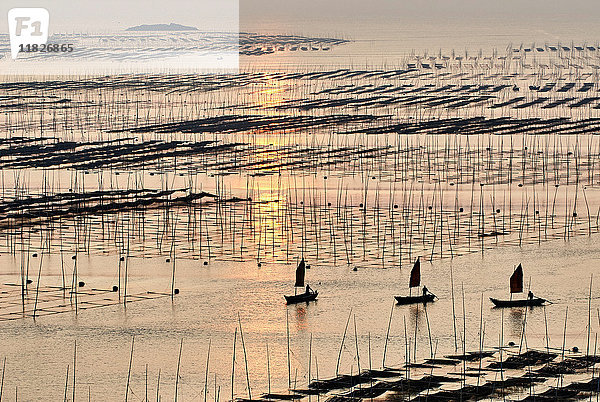 Traditionelle Angelruten und Boote im Morgengrauen  Xiapu  Fujian  China